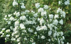 Illuminati Arch Mock Orange (Philadelphus Coronarius) - 3 Gallon Pot -Wilson Bros Gardens philadelphus illuminati arch mock orange 4