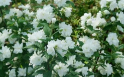 Illuminati Arch Mock Orange (Philadelphus Coronarius) - 3 Gallon Pot -Wilson Bros Gardens philadelphus illuminati arch mock orange 5