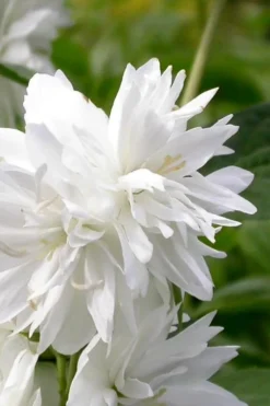 Minnesota Snowflake Mock Orange (Philadelphus) - 1 Gallon Pot 10 Minnesota Snowflake Mock Orange (Philadelphus) - 1 Gallon Pot -Wilson Bros Gardens philadelphus minnesota snowflake mock orange 3