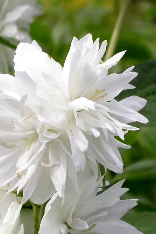 Minnesota Snowflake Mock Orange (Philadelphus) - 1 Gallon Pot 5 Minnesota Snowflake Mock Orange (Philadelphus) - 1 Gallon Pot - Image 5