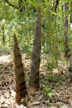 Moso Giant Bamboo (Phyllostachys Edulis 'Moso') - 3 Gallon Pot (2-4') -Wilson Bros Gardens phyllostachys edulis moso giant timber bamboo 100