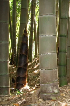 Moso Giant Bamboo (Phyllostachys Edulis 'Moso') - 3 Gallon Pot (2-4') -Wilson Bros Gardens phyllostachys edulis moso giant timber bamboo 101