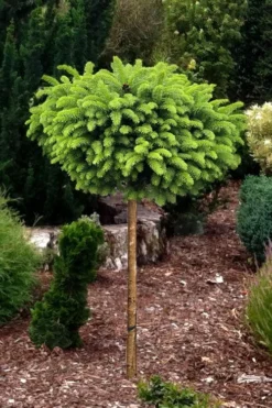 Little Gem Dwarf Norway Spruce Tree (Single Trunk) - 2 Gallon Pot -Wilson Bros Gardens picea abies little gem dwarf norway spruce tree 1