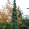 Weeping White Spruce (Picea Glauca 'Pendula') - 5 Gallon Pot