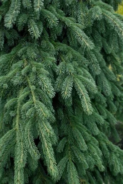 Weeping White Spruce (Picea Glauca 'Pendula') - 5 Gallon Pot -Wilson Bros Gardens picea glauca pendula weeping white spruce 4