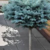 Dwarf Globe Blue Spruce Topiary Tree (Picea Pungens 'Globosa') - 5 Gallon Pot