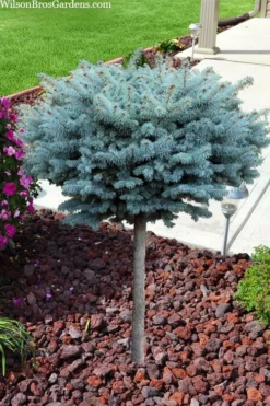 Dwarf Globe Blue Spruce Topiary Tree (Picea Pungens 'Globosa') - 5 Gallon Pot -Wilson Bros Gardens picea pungens glauca globosa dwarf globe colorado blue spruce topiary tree 2