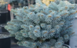 Dwarf Globe Blue Spruce Topiary Tree (Picea Pungens 'Globosa') - 5 Gallon Pot -Wilson Bros Gardens picea pungens globosa dwarf globe blue spruce 2