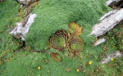 Elfin Creeping Thyme - Thymus Serpyllum Elfin - 3 Pack Of Pint Pots -Wilson Bros Gardens picture creeping thyme elfin 4