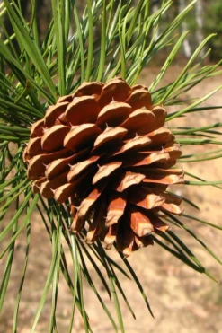 Pitch Pine Tree (Pinus Rigida) - 3 Gallon Pot -Wilson Bros Gardens pinus rigida pitch pine 6