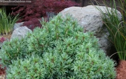 Vercurve Eastern White Pine (Pinus Strobus) - 3 Gallon Pot -Wilson Bros Gardens pinus strobus vercurve twisted needle dwarf eatern white pine 6
