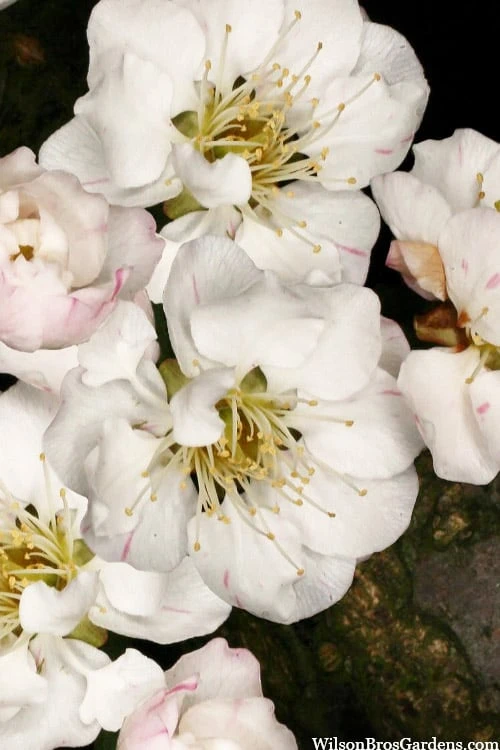 Fragrant Snow Japanese Flowering Apricot (Prunus Mume) - 2 Gallon Pot 1 Fragrant Snow Japanese Flowering Apricot (Prunus Mume) - 2 Gallon Pot