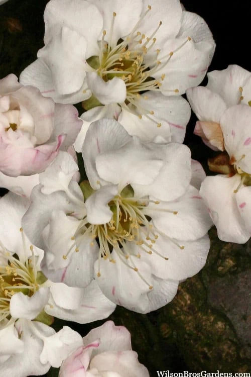 Fragrant Snow Japanese Flowering Apricot (Prunus Mume) - 2 Gallon Pot 6 Fragrant Snow Japanese Flowering Apricot (Prunus Mume) - 2 Gallon Pot - Image 6