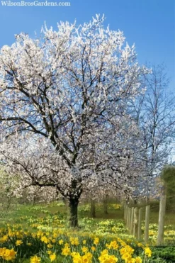 Fragrant Snow Japanese Flowering Apricot (Prunus Mume) - 2 Gallon Pot 9 Fragrant Snow Japanese Flowering Apricot (Prunus Mume) - 2 Gallon Pot -Wilson Bros Gardens prunus mume fragrant snow japanese flowering apricot 7