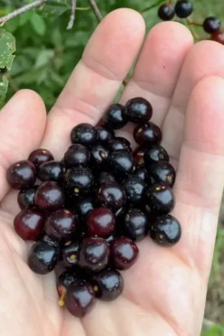 Wild Black Cherry Tree - 3 Pack Of 1.5 Quart Pots