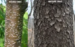 Wild Black Cherry Tree - 3 Pack Of 1.5 Quart Pots 19 Wild Black Cherry Tree - 3 Pack Of 1.5 Quart Pots -Wilson Bros Gardens prunus serotina wild black cherry tree 10