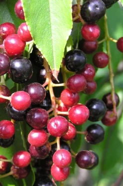Wild Black Cherry Tree - 3 Gallon Pot -Wilson Bros Gardens prunus serotina wild black cherry tree 4 1