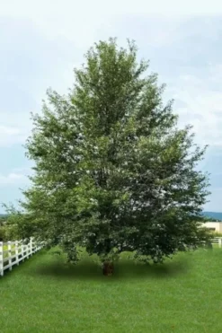 Wild Black Cherry Tree - 3 Pack Of 1.5 Quart Pots 15 Wild Black Cherry Tree - 3 Pack Of 1.5 Quart Pots -Wilson Bros Gardens prunus serotina wild black cherry tree 7