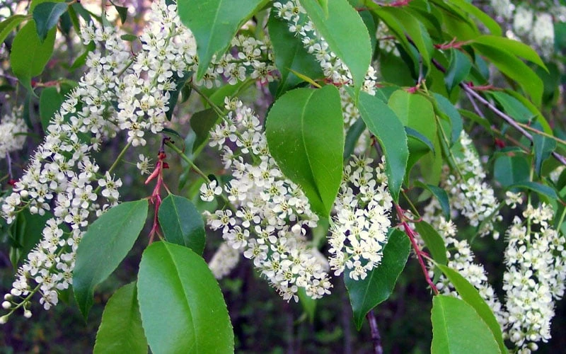 Wild Black Cherry Tree - 3 Pack Of 1.5 Quart Pots 8 Wild Black Cherry Tree - 3 Pack Of 1.5 Quart Pots - Image 8