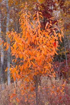 Wild Black Cherry Tree - 3 Gallon Pot -Wilson Bros Gardens prunus serotina wild black cherry tree 9 1