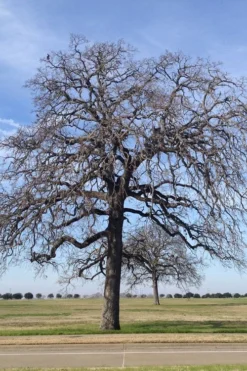 Post Oak Tree (Quercus Palustris) - 3 Gallon Pot 14 Post Oak Tree (Quercus Palustris) - 3 Gallon Pot -Wilson Bros Gardens quercus stellata post oak tree 2