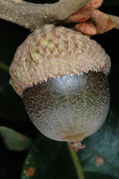 Post Oak Tree (Quercus Palustris) - 3 Gallon Pot 7 Post Oak Tree (Quercus Palustris) - 3 Gallon Pot - Image 7