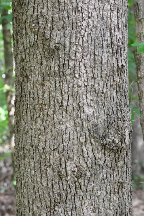 Post Oak Tree (Quercus Palustris) - 3 Gallon Pot 8 Post Oak Tree (Quercus Palustris) - 3 Gallon Pot - Image 8