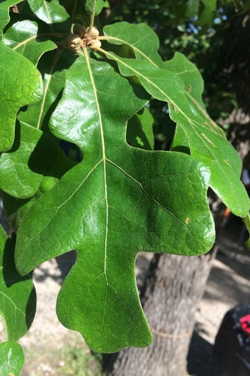 Post Oak Tree (Quercus Palustris) - 3 Gallon Pot 1 Post Oak Tree (Quercus Palustris) - 3 Gallon Pot