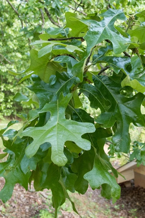 Post Oak Tree (Quercus Palustris) - 3 Gallon Pot 5 Post Oak Tree (Quercus Palustris) - 3 Gallon Pot - Image 5