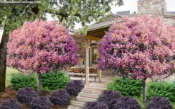 Rosalinda Indian Hawthorn Single Trunk Tree - 7 Gallon Pot (6-7') -Wilson Bros Gardens rhaphiolepis rosalind majestic beauty indian hawthorn tree 8