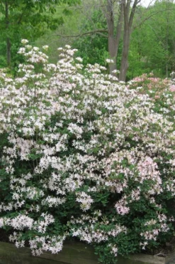 Coastal Azalea (Rhododendron Atlanticum) - 3 Gallon Pot -Wilson Bros Gardens rhododendron atlanticum coastal azalea 1