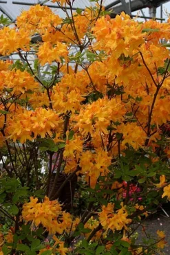 Florida Flame Native Azalea (Rhododendron Austrinum) - 3 Gallon Pot -Wilson Bros Gardens rhododendron austrinum florida flame native azalea 4
