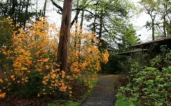 Florida Flame Native Azalea (Rhododendron Austrinum) - 3 Gallon Pot -Wilson Bros Gardens rhododendron austrinum florida flame native azalea 8