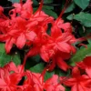 Plum Leaf Native Azalea (Rhododendron Prunifolium) - 3 Gallon Pot