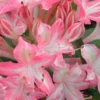 Ribbon Candy Swamp Azalea (Rhododendron Viscosum) - 2 Gallon Pot