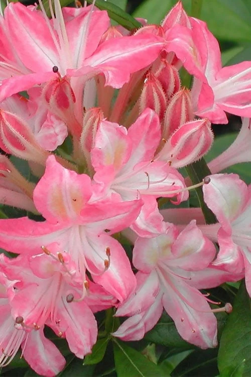Ribbon Candy Swamp Azalea (Rhododendron Viscosum) - 2 Gallon Pot 1 Ribbon Candy Swamp Azalea (Rhododendron Viscosum) - 2 Gallon Pot