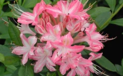 Ribbon Candy Swamp Azalea (Rhododendron Viscosum) - 2 Gallon Pot 10 Ribbon Candy Swamp Azalea (Rhododendron Viscosum) - 2 Gallon Pot -Wilson Bros Gardens rhododendron viscosum ribbon candy swamp azalea 3 1