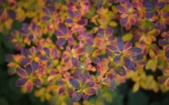 Ribbon Candy Swamp Azalea (Rhododendron Viscosum) - 3 Gallon Pot -Wilson Bros Gardens rhododendron viscosum swamp azalea 3