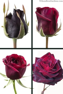 Crimson Knight Brindabella Rose - 2 Gallon Pot -Wilson Bros Gardens rosa crimson knight brindabella rose 3