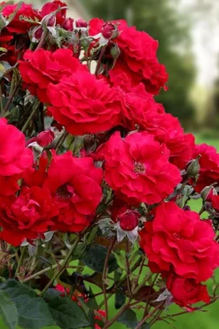 Oh My! Floribunda Tree Rose - 7 Gallon Pot -Wilson Bros Gardens rosa oh my floribunda rose 2