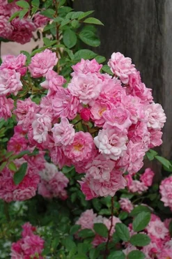 Peggy Martin Climbing Rose - 3 Gallon Pot -Wilson Bros Gardens rosa peggy martin climbing rose 1