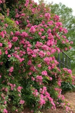 Peggy Martin Climbing Rose - 7 Gallon Pot -Wilson Bros Gardens rosa peggy martin climbing rose 2 1