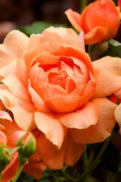 At Last Rose - 3 Gallon Pot -Wilson Bros Gardens rose at last 3