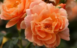 At Last Rose - 3 Gallon Pot -Wilson Bros Gardens rose at last 5