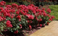 Cinco De Mayo Rose - 3 Gallon Pot -Wilson Bros Gardens rose cinco de mayo 26