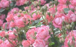 The Georgia Peach Shrub Rose - 1 Gallon Pot -Wilson Bros Gardens rose georgia peach 11