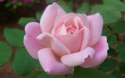 The Georgia Peach Shrub Rose - 1 Gallon Pot -Wilson Bros Gardens rose georgia peach shrub