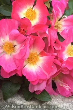 Pink Drift Groundcover Rose - 2 Gallon Pot -Wilson Bros Gardens rose pink drift 11