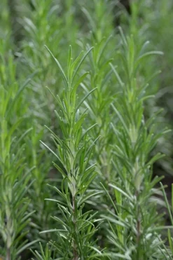 Madeline Hill Rosemary - 1 Gallon Pot -Wilson Bros Gardens rosmarinus officinalis madalene hill hardy rosemary 2