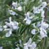 Madeline Hill Rosemary - 1 Gallon Pot